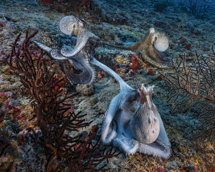 Sex at arm’s length? Male octopuses use specialised arm to mate, scientists find