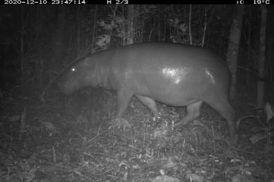 A pygmy hippopotamus in Wonegizi, Liberia.