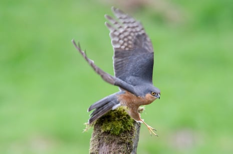 A male sparrowhawk flies off a post