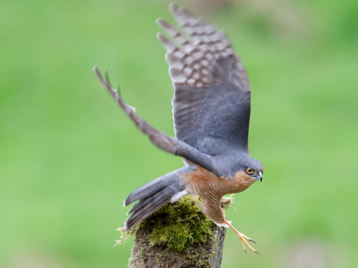 Country Diary A Sparrowhawk Swoops Like A Guided Missile Birds The Guardian Country Diary A Sparrowhawk Swoops Like A Guided Missile Birds The Guardian