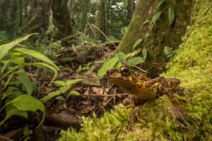 the death of a toad ap essay the death of a toad ap essay