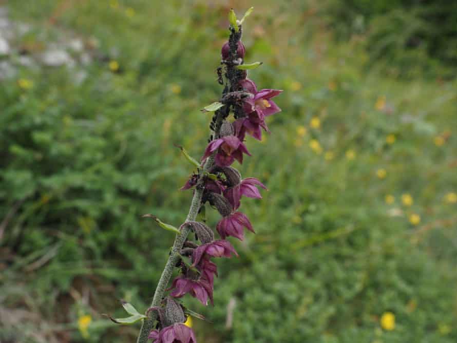 Dark-red helleborine