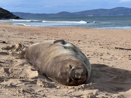 Neil will be on land for about six weeks. He’s returned to southern Tasmania 12 times since he was born in 2020