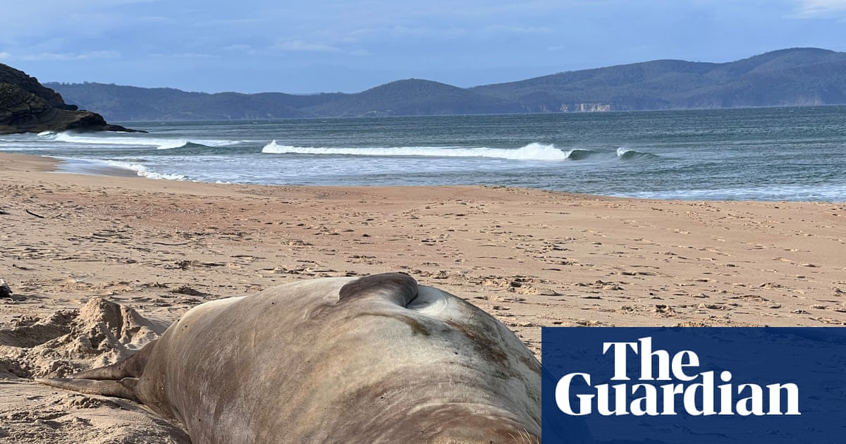 Tell us about a local animal celebrity in your area