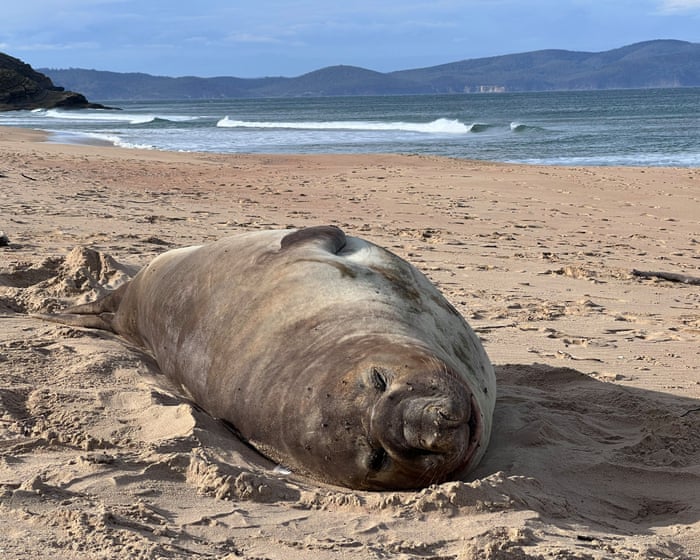 Tasmanians warned of ‘loving Neil to death’ as 1,000kg seal’s antics feed ‘double-edged sword’ of fame