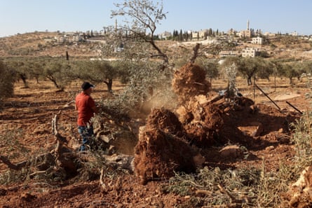 A Palestinian man inspects olive trees reportedly uprooted by Israeli soldiers in the occupied West Bank village of Al-Mughayyir, 24 August 2025.