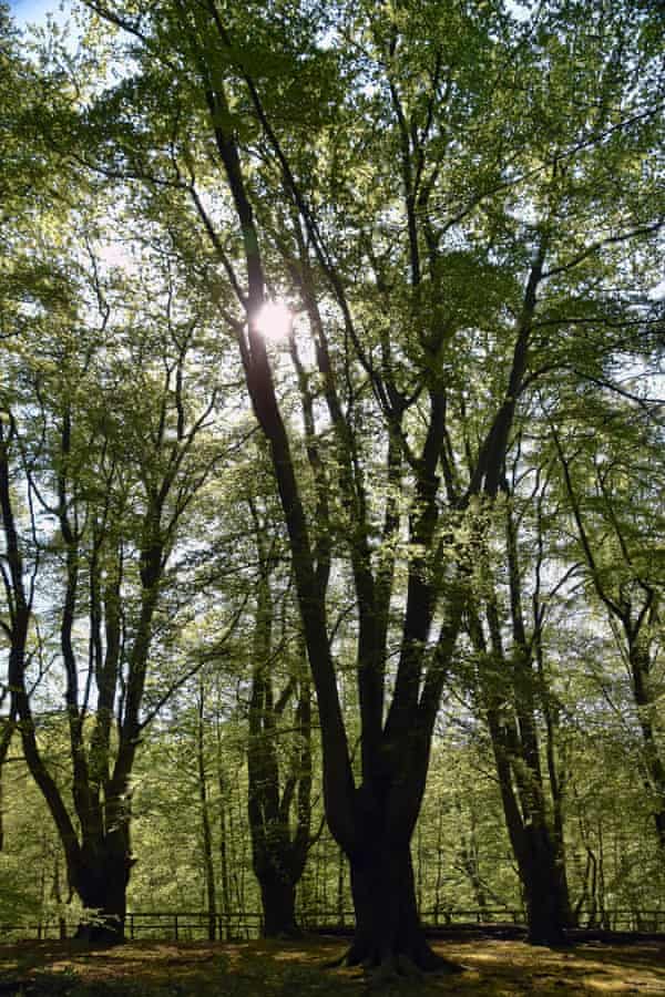 Epping Forest ... ancient woodland on the eastern border of London.