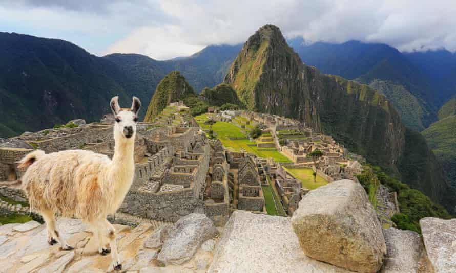Llama standing at Machu Picchu overlook in Peru.