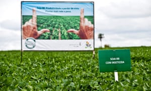 Monsanto’s Roundup Ready Yield soybean plants grow in a research field near Pirassununga, Brazil.