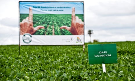 Monsanto’s Roundup Ready Yield soybean plants grow in a research field