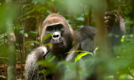 A western lowland gorilla in Dzanga-Ndoki National Park, Central African Republic.