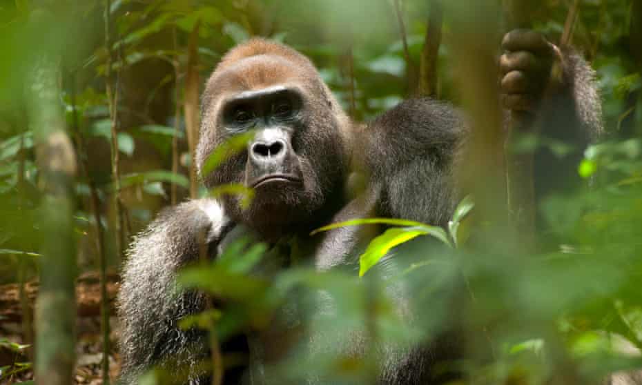 Western lowland gorilla in the Dzanga-Ndoki National Park, Central African Republic.