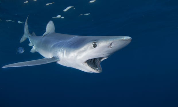 A blue shark at Cape Point, South Africa.