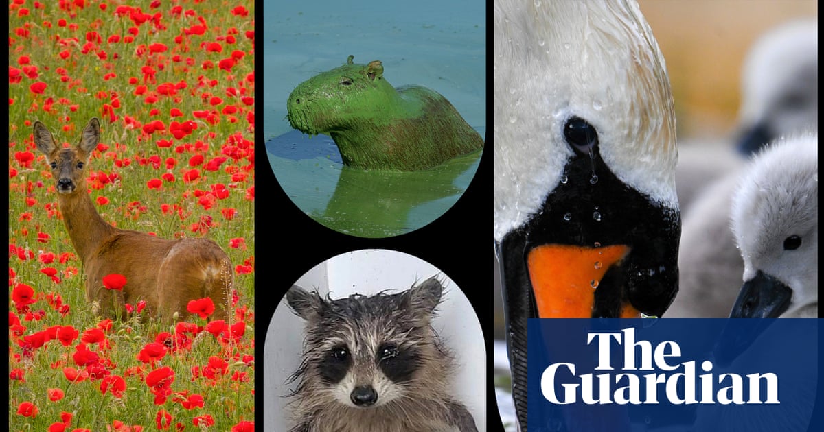 Year in wildlife in pictures