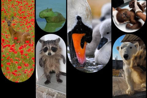 Wildlife pics of the year