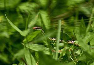A common bronzeback tree snake (Dendrelaphis tristis) peeks through the middle of the grasses in a meadow at Tehatta, West Bengal, India