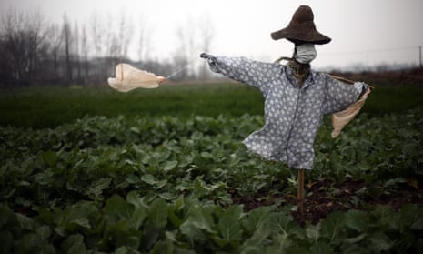 A scarecrow was given a surgical mask in a field in Hubei province, China, last week. 