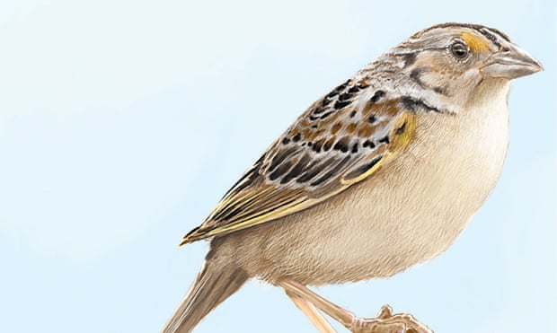 Illustration of the Florida grasshopper sparrow. The bird has been listed as endangered since 1986 and has suffered steep declines in its population since then.
