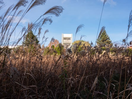 A building can be seen behind an overgrown area