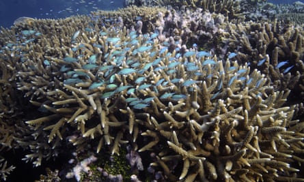 First Thing: Musk Offers General Amnesty To Suspended Twitter Accounts - The Guardian US 6 The Great Barrier Reef