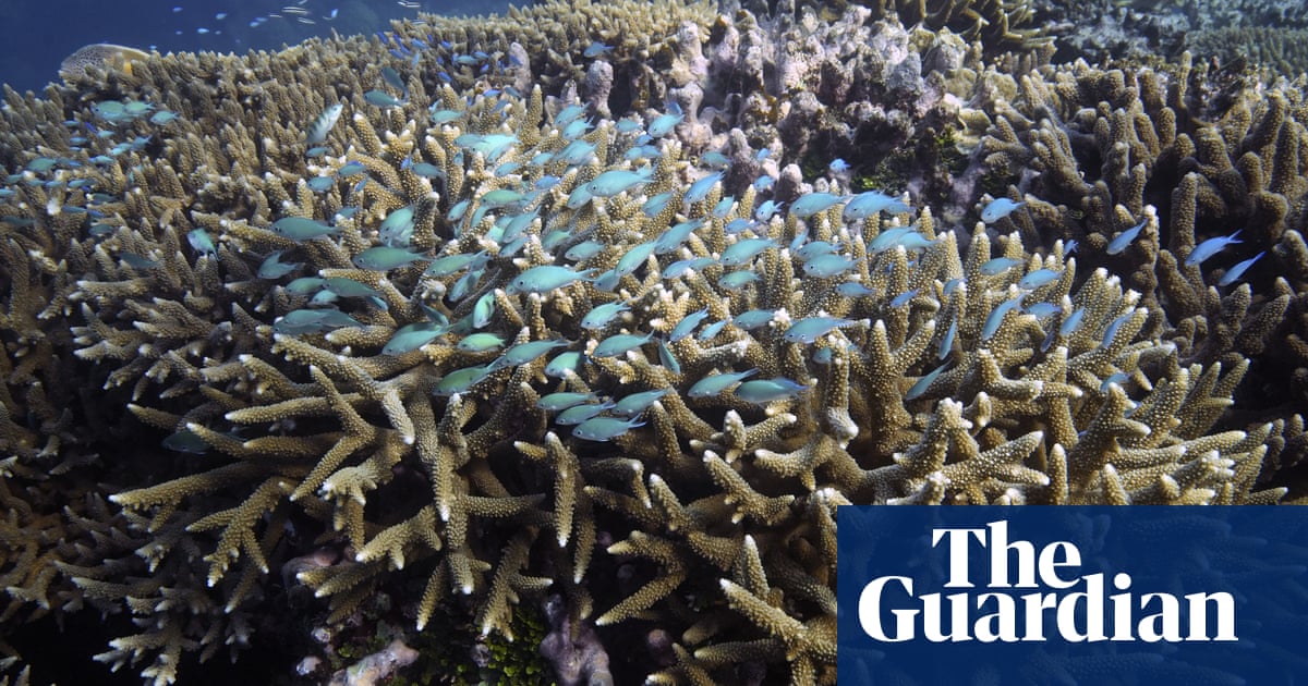 Record heat over Great Barrier Reef raises fears of second summer of coral bleaching