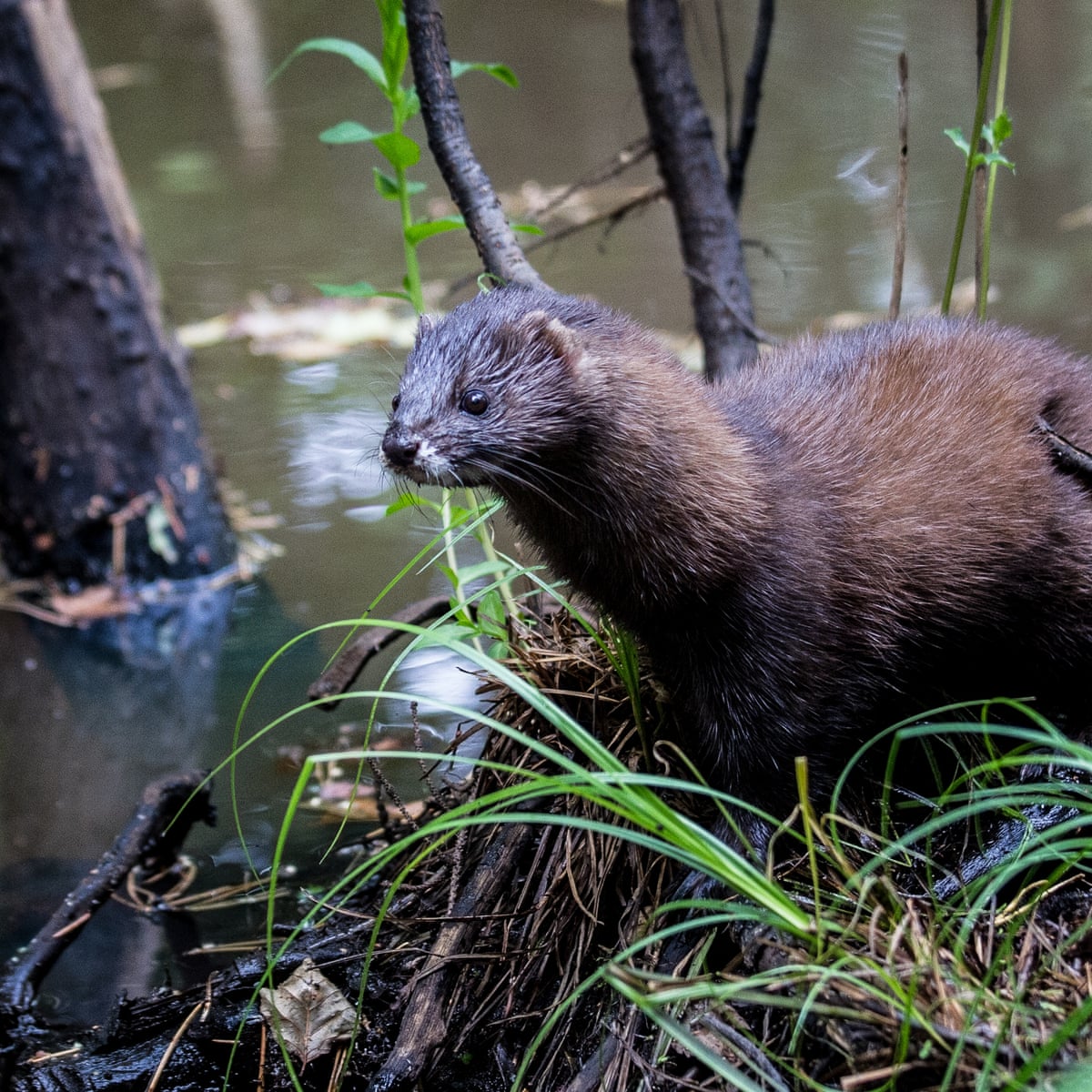 Down but not out: how the European mink found refuge on an Estonian island  | Estonia | The Guardian