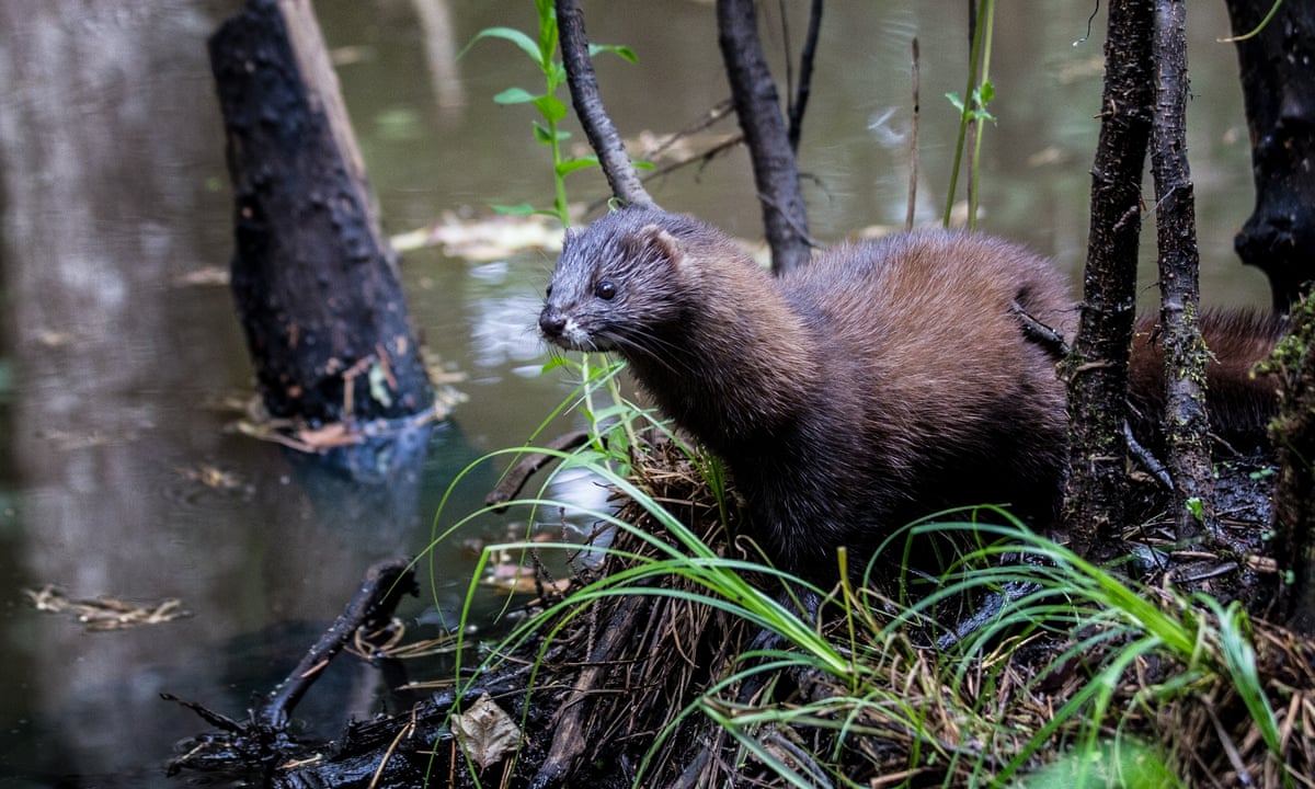 Maple Ridge Minks American Mink