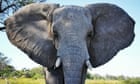 Tories' failure to halt ivory trade 'risks extinction of elephants'