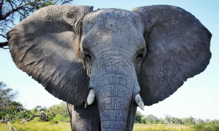 Tories’ failure to halt ivory trade ‘risks extinction of elephants