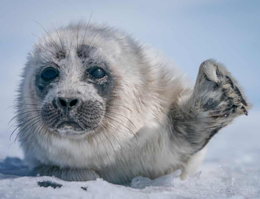Um filhote de foca Baikal acena em saudação