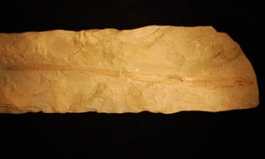 Hagfish fossil
