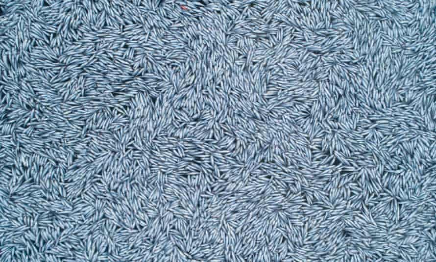 Some of the 100,000 dead fish that were thrown into the sea off the coast of La Rochelle by a factory ship in February.