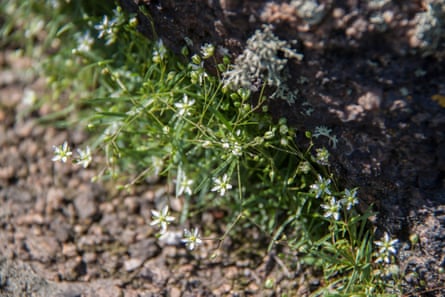 Moehringia hypanica, a plant with small white flowers, grows out of stony ground