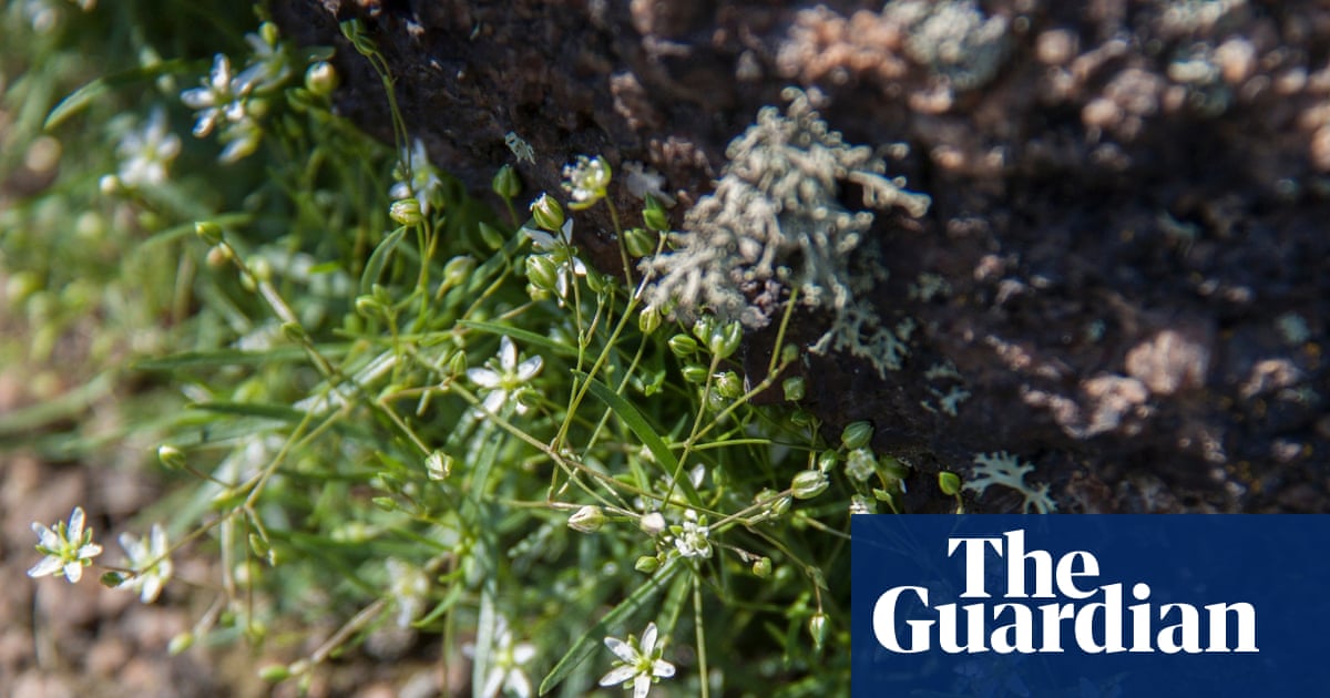 Ukrainian botanists race to save rare plants