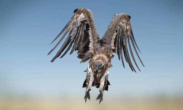 Poison used to kill lions and hyenas is indirectly killing Kenya’s vultures and other raptors