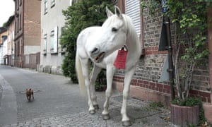 The 25-year-old horse, named Jenny, walks the streets followed by a small dog during his daily walk in Fechenheim, near Frankfurt am Main, western Germany, on April 28, 2020.