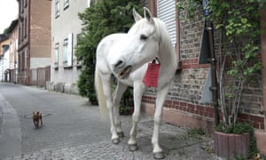 25-year-old horse named Jenny strolls through the streets followed by a small dog during her daily walk in Fechenheim near Frankfurt am Main, western Germany, on 28 April 2020.