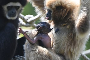A baby lar gibbon is held by its mother