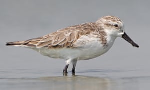 A spoon-billed Sandpiper.