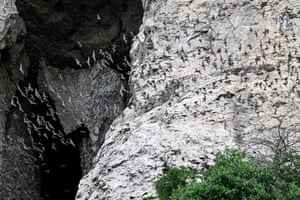 Bats fly out from a cave in Phnom Sampov, Battambang province, Cambodia