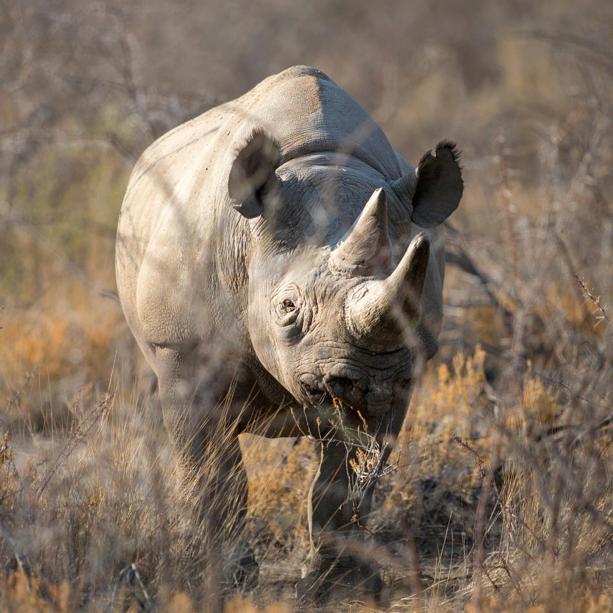 World's oldest' rhino dies in Ngorongoro sanctuary in Tanzania | Tanzania | The Guardian