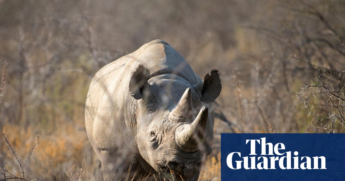 Namibia deploys army to fight wildfire burning third of Etosha game reserve