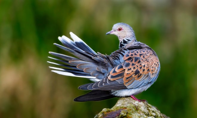 Phew, turtle doves: ban on annual shoot raises hopes for endangered bird Phew, turtle doves: ban on annual shoot raises hopes for endangered bird
