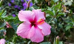 Poem Of The Week The Song Of Songs Books The Guardian