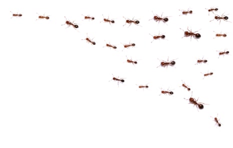 Rows of fire ants.