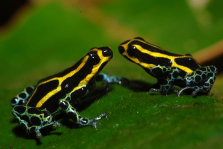 Two poison dart frogs sit facing each other. Colours are black with gold stripes and iridescent green patterns on legs.