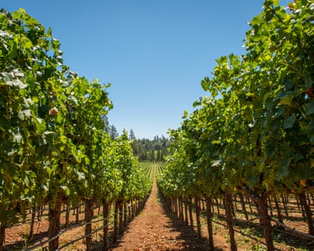 Rows of vineyards on a field