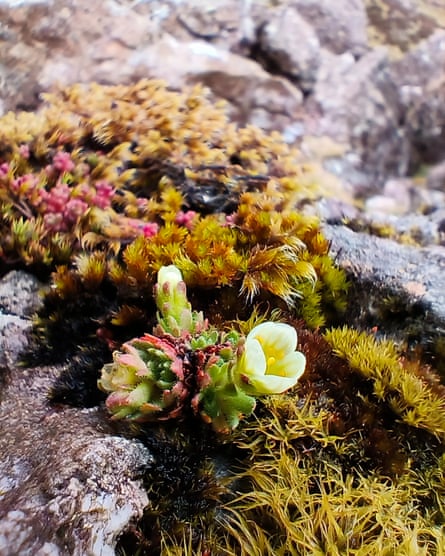 Tufted saxifrage in bloom