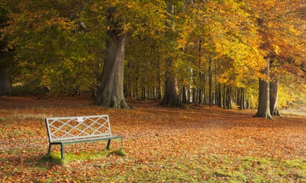 autumn trees and a bench