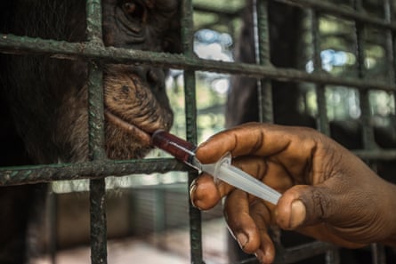 Chimpanzee being monitored by a vet.